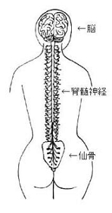 仙骨